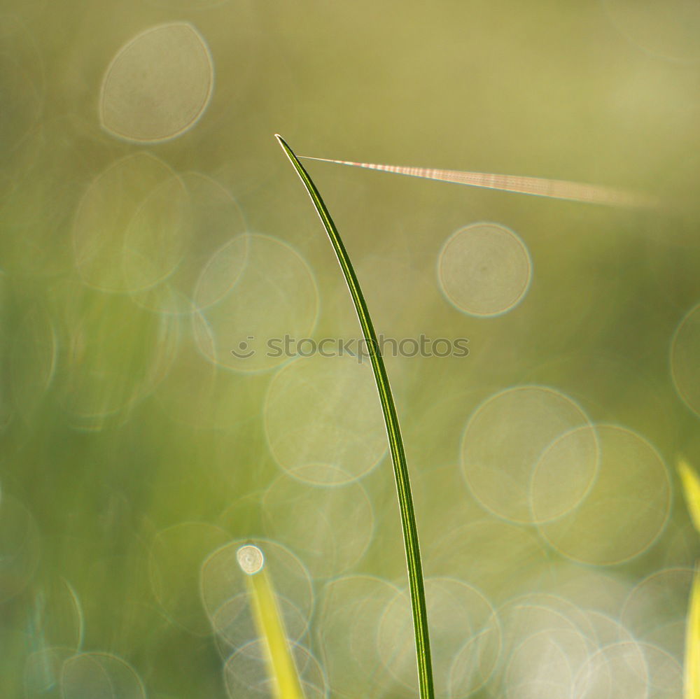 Similar – Image, Stock Photo water lily White Green