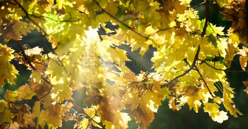 Similar – autumn maple Nature Autumn