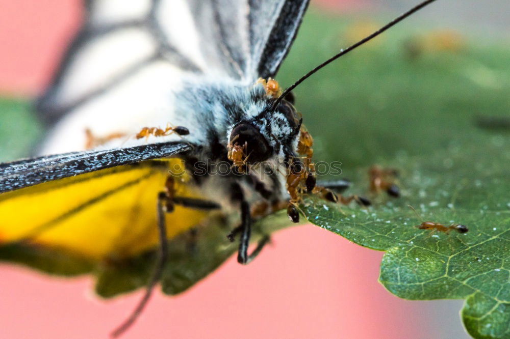 Similar – Image, Stock Photo admiral Plant Animal Sun