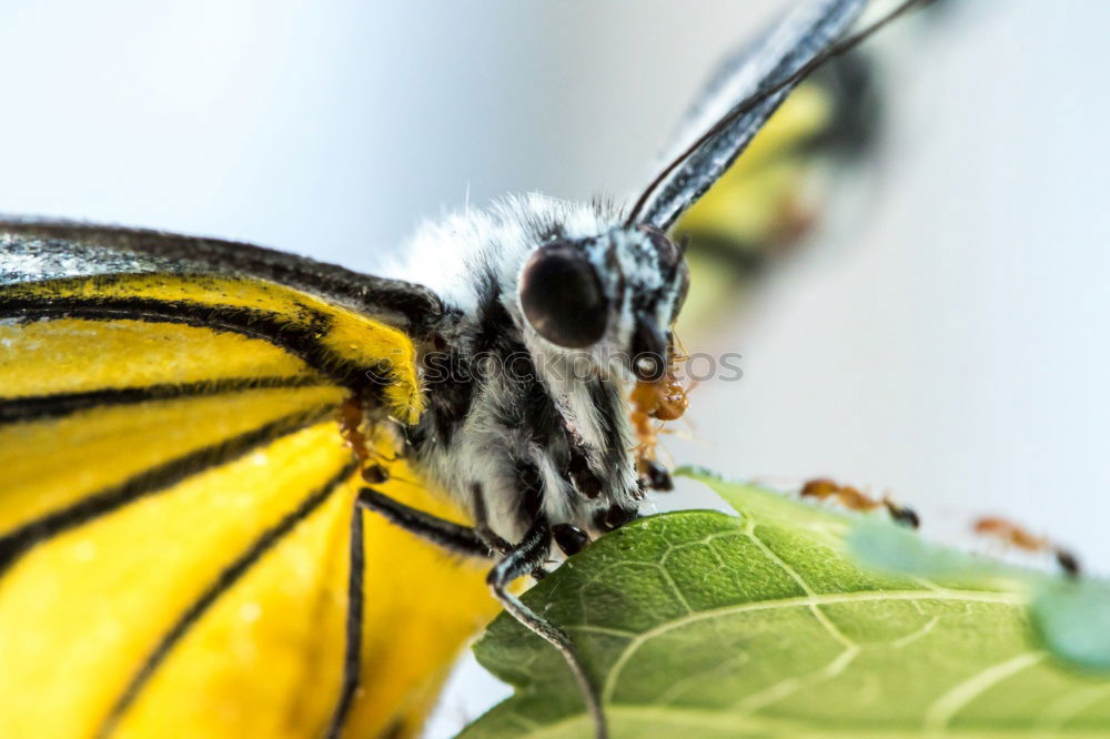 Similar – Image, Stock Photo butterfly Butterfly Insect