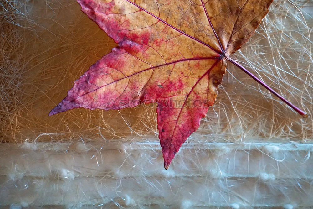 Similar – Image, Stock Photo Red winter star sparkles at Christmas as an advent decoration