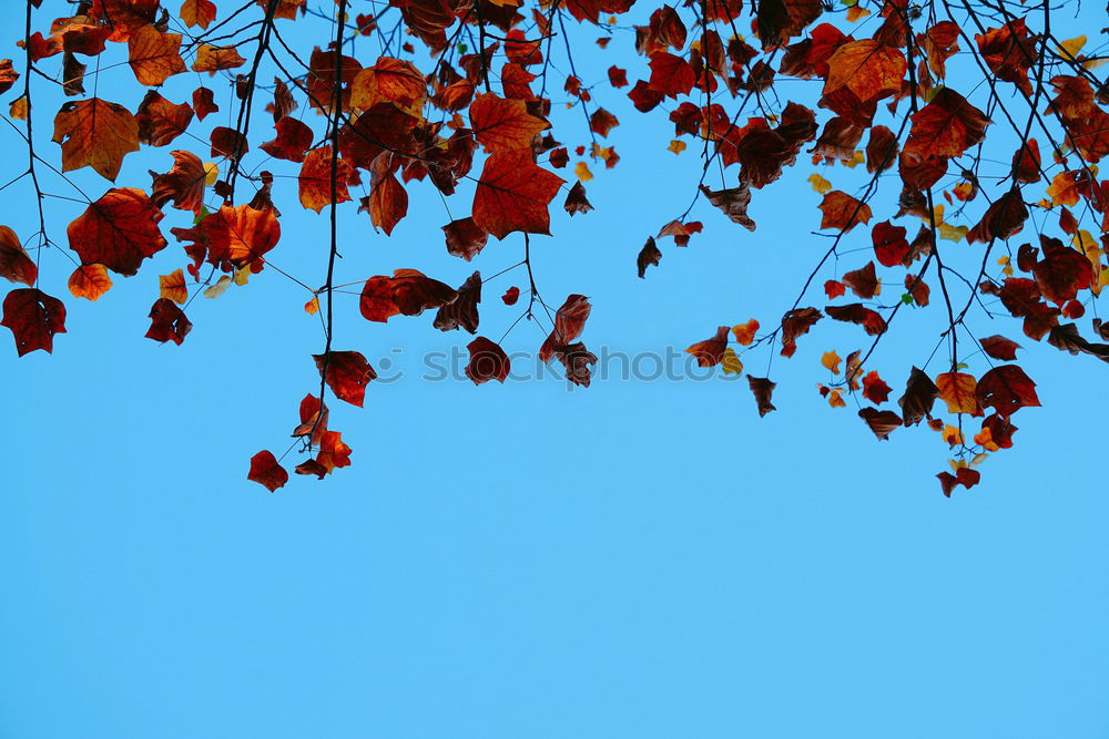 Similar – Image, Stock Photo red hazel leaves