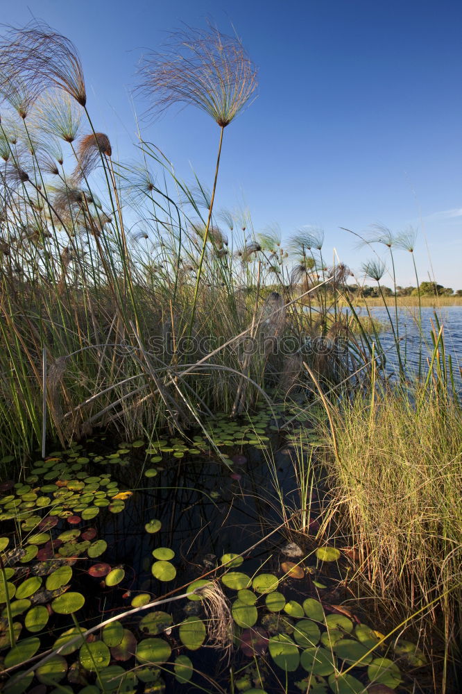 Similar – green lake Summer Nature