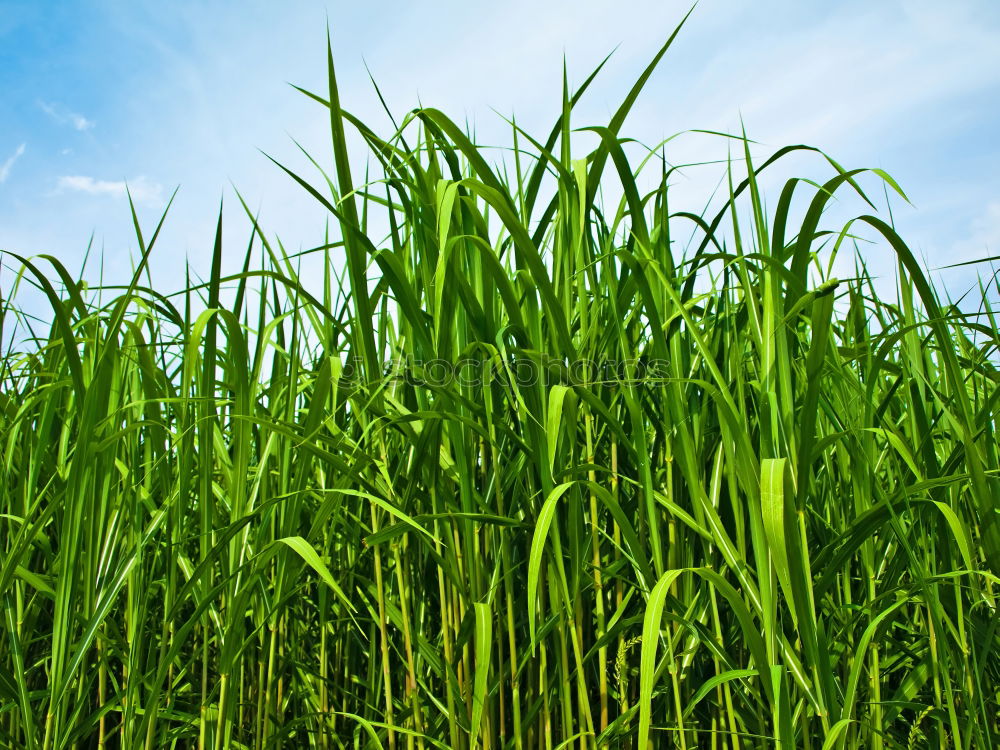 Similar – Image, Stock Photo blades of grass in the sky :-)