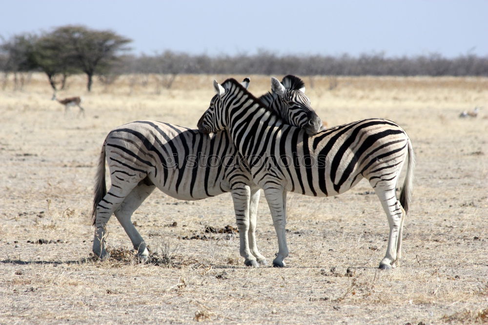 Similar – Foto Bild Knackarsch Afrika Namibia