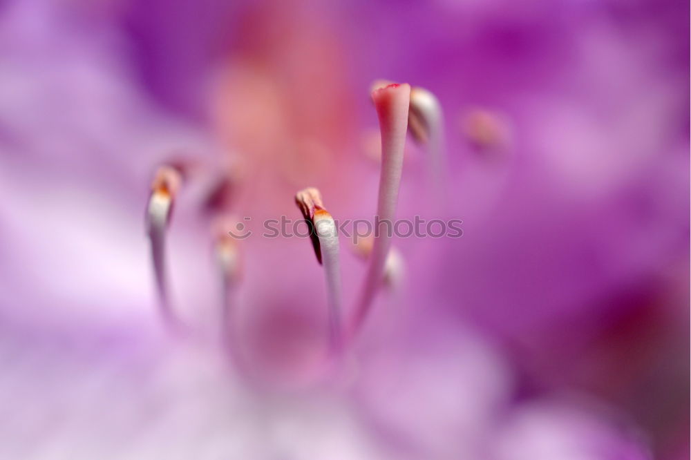 Image, Stock Photo sun seeking bullets Flower