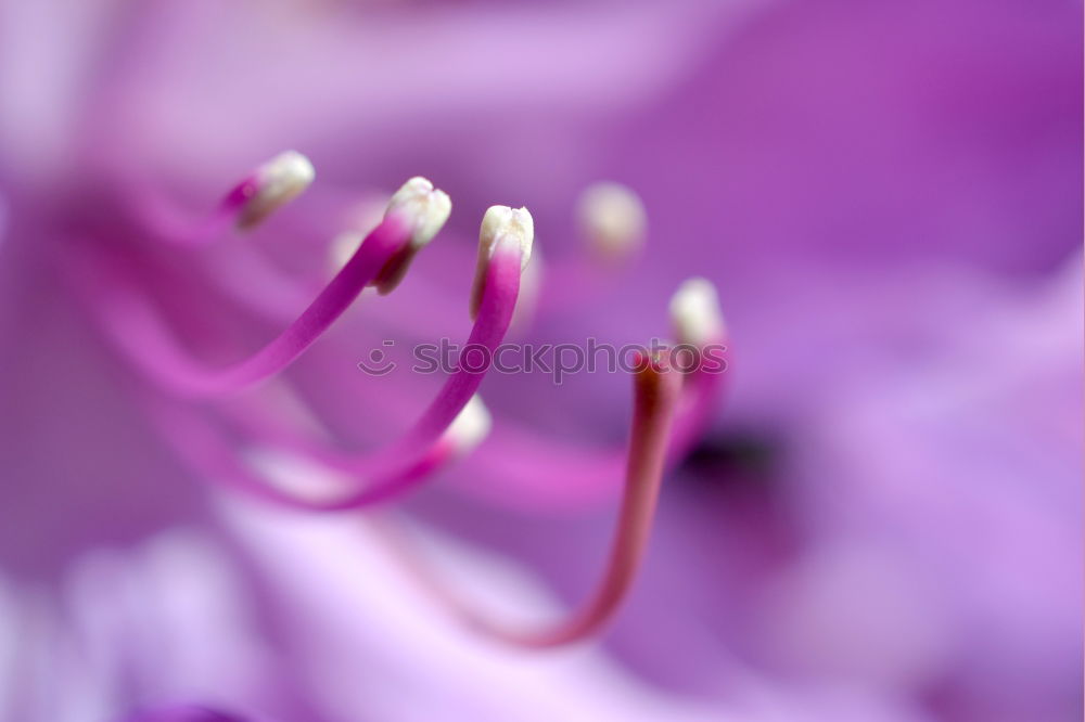 Similar – Image, Stock Photo Macro wild mallow