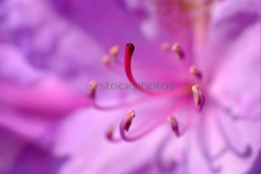 Similar – rub Insect Flower Cosmos