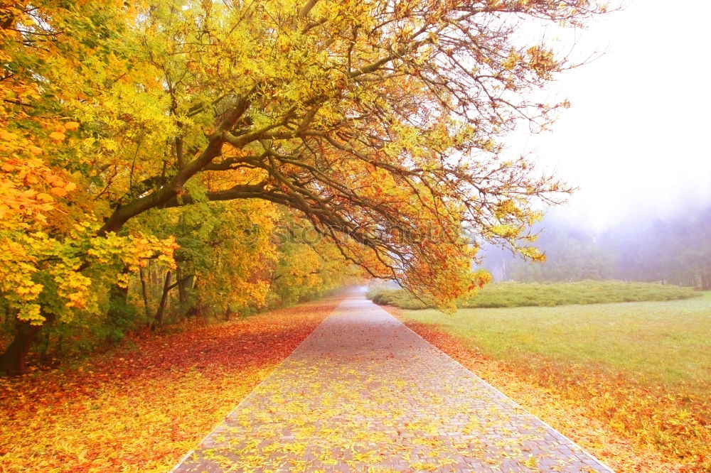 Similar – Autumn leaves Nature Leaf