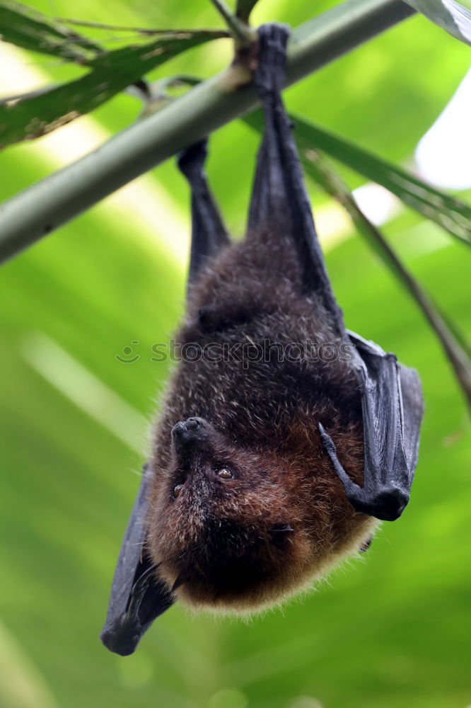 Similar – Image, Stock Photo still tired Animal