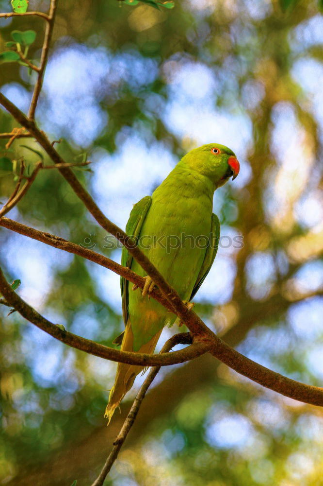 Similar – rose-ringed parakeet sitting in the tree