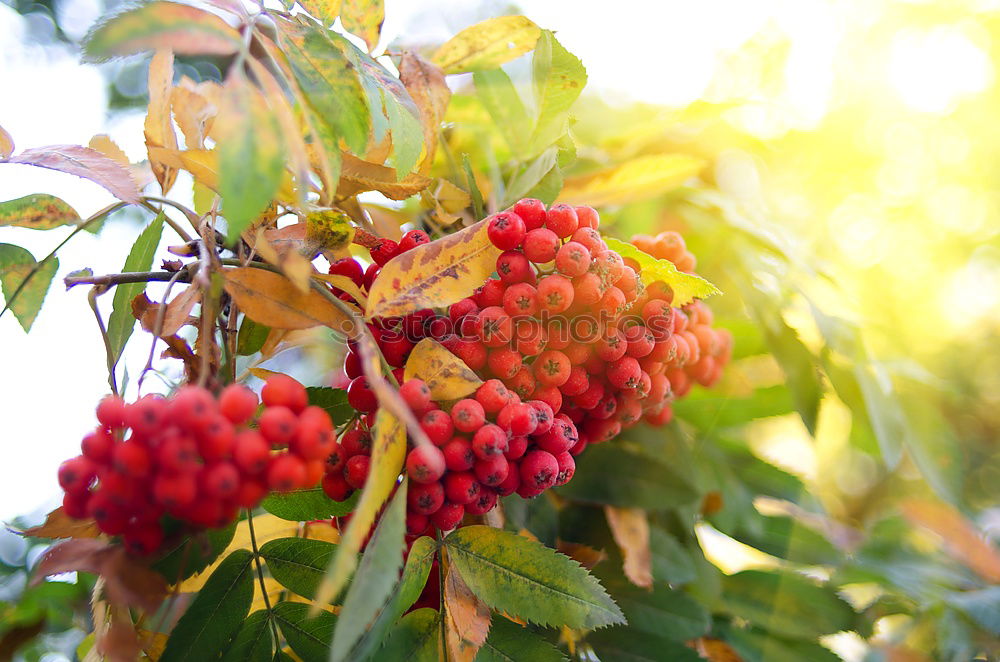 Similar – Image, Stock Photo grape in the field Fruit