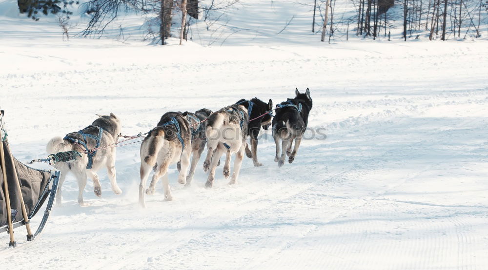 Similar – Image, Stock Photo Sled dog team at full speed