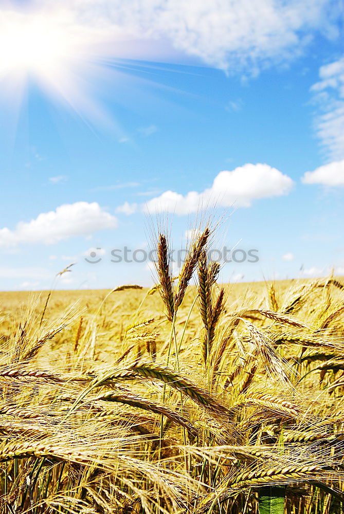 Similar – Crop person walking in summer field