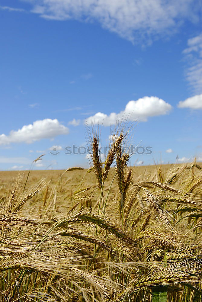 Similar – Foto Bild Weizen Feld im Sommer