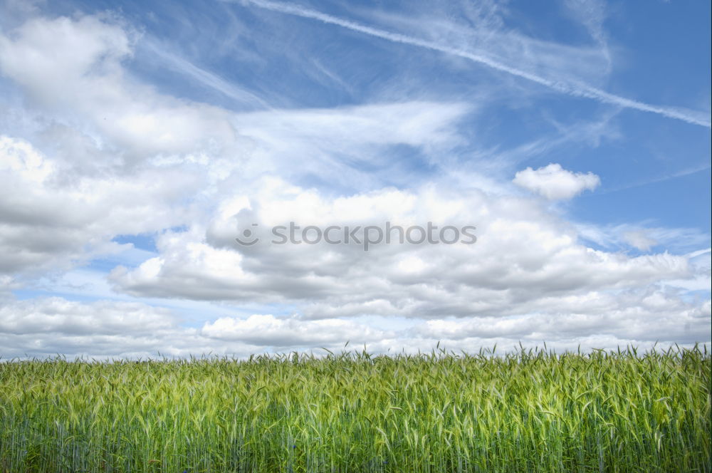 Similar – Image, Stock Photo wheat wind Wheat Field