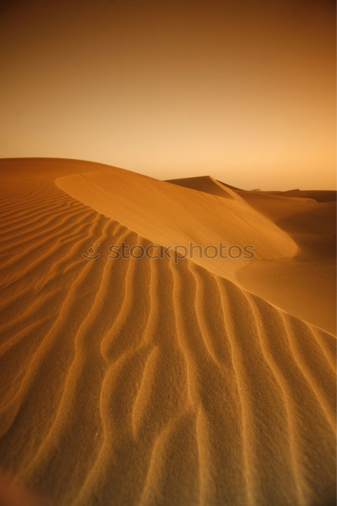 Similar – Palm tree in desert Desert