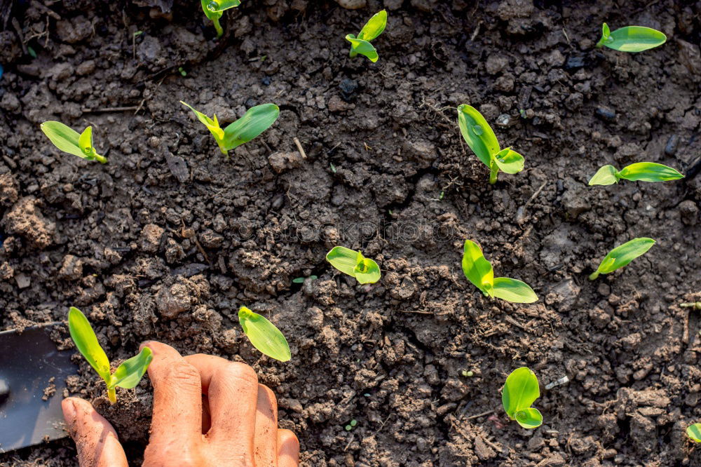 Similar – Image, Stock Photo grow lettuce Garden