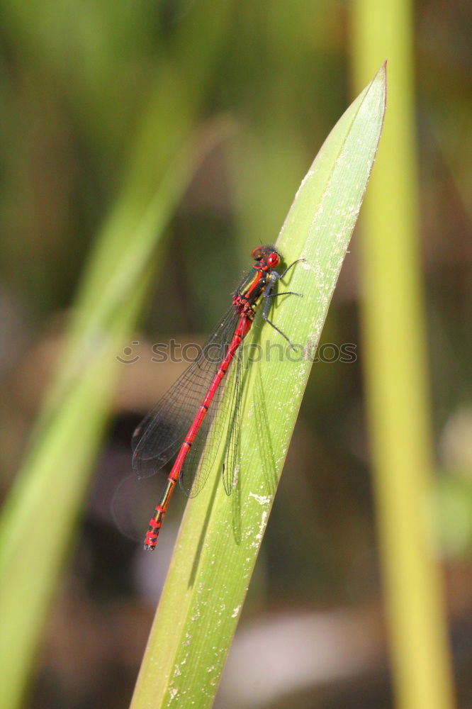 Similar – Image, Stock Photo Under the sign of the dragonfly