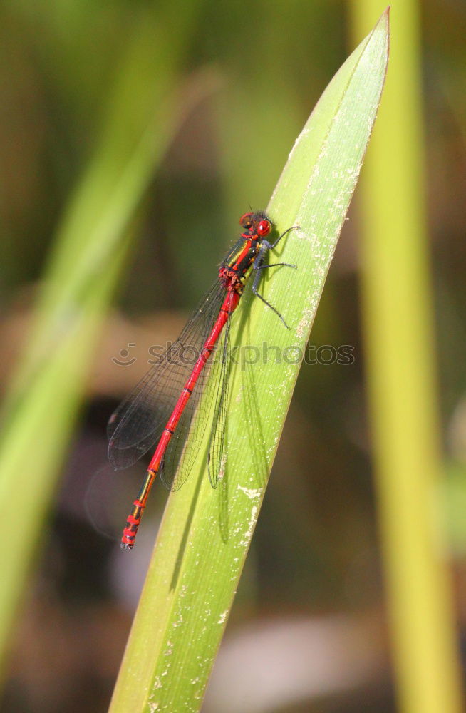 Image, Stock Photo Under the sign of the dragonfly