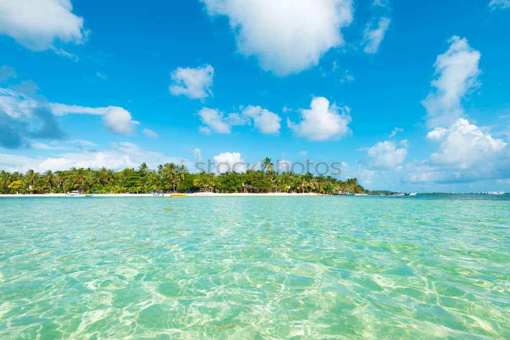 Palms on the beach of Isla Saona