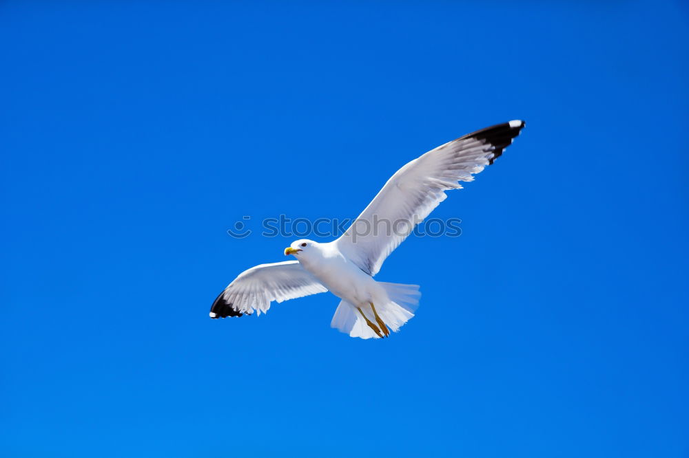 Similar – Image, Stock Photo flying gull. Athletic