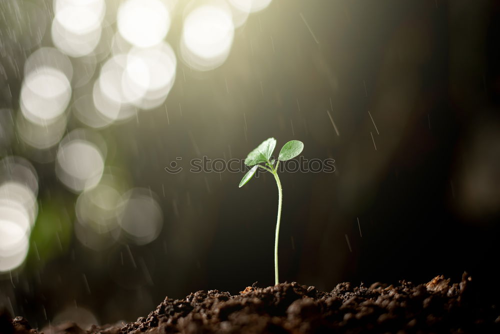 Similar – waiting Plant Spring