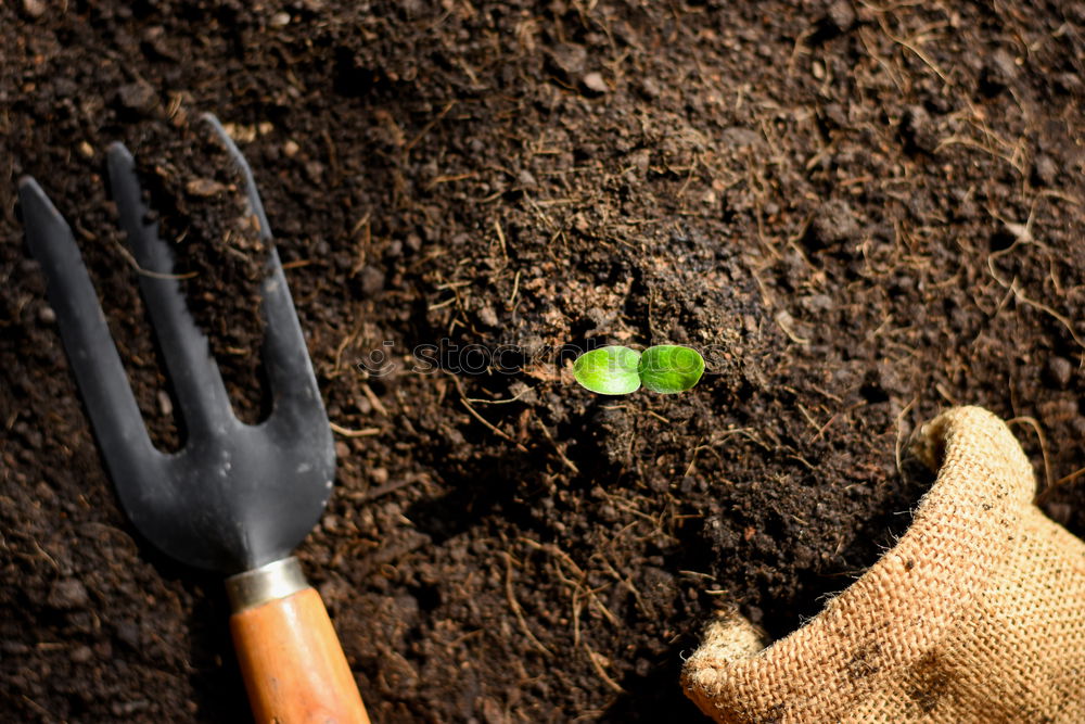 Similar – Planting potatoes