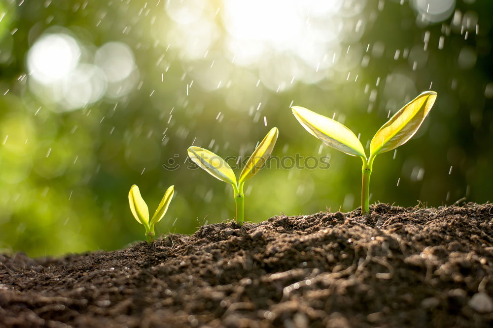 Similar – Image, Stock Photo offshoot Summer Garden