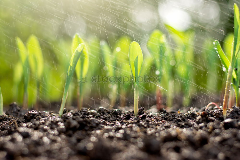 Similar – Image, Stock Photo growth Agriculture