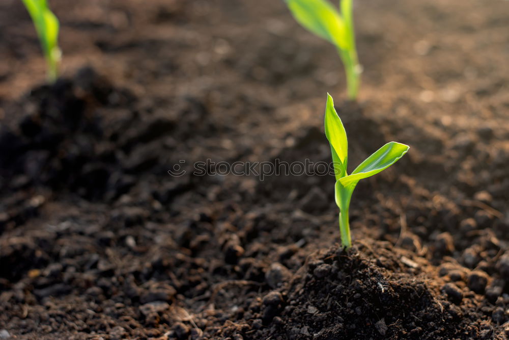 Similar – Foto Bild Aus der Reihe tanzen