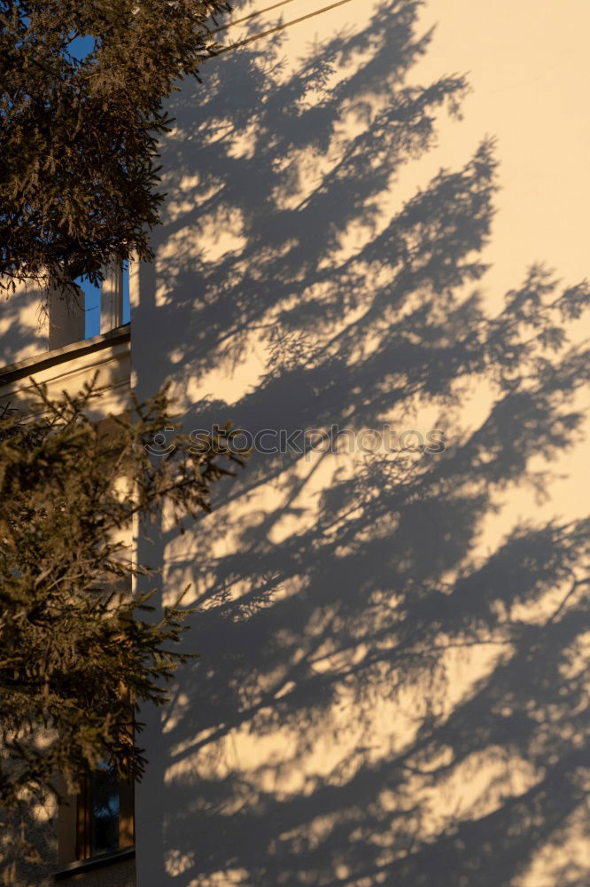 Image, Stock Photo Hafencity tree Environment