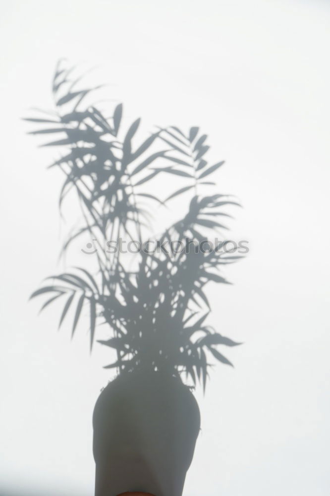 Similar – vase Decoration Plant