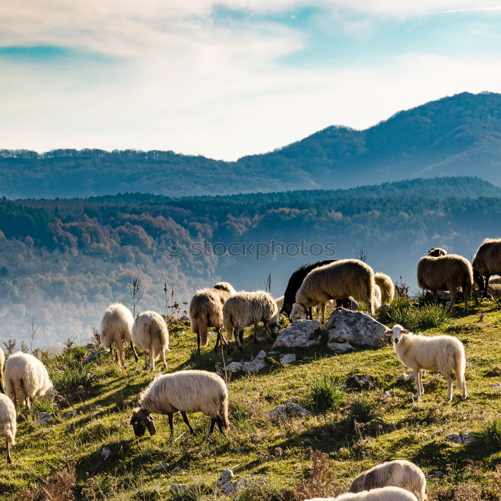 Similar – Image, Stock Photo Sheep loves me YEAH YEAH YEAH YEAH