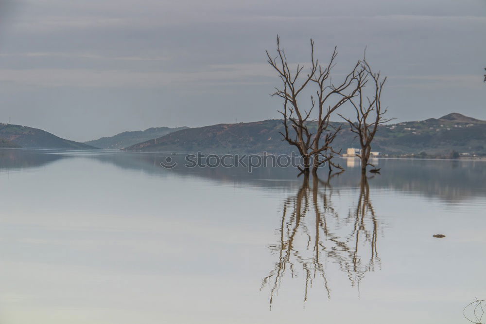 Similar – black tree Tree Lake