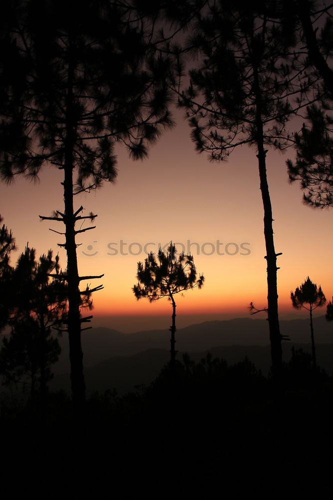 Similar – Image, Stock Photo silhouette of a person at sunset at the beach with tree