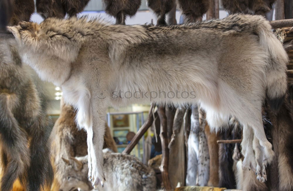 Image, Stock Photo Skins of wolves wolf skin