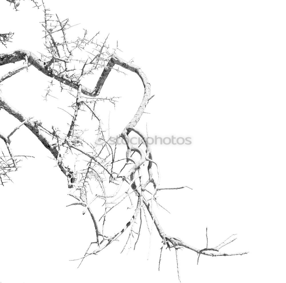 Similar – Foto Bild Zweigstrukturen Natur