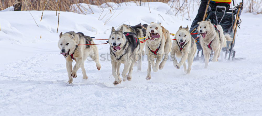 Similar – Image, Stock Photo Sled dog team at full speed