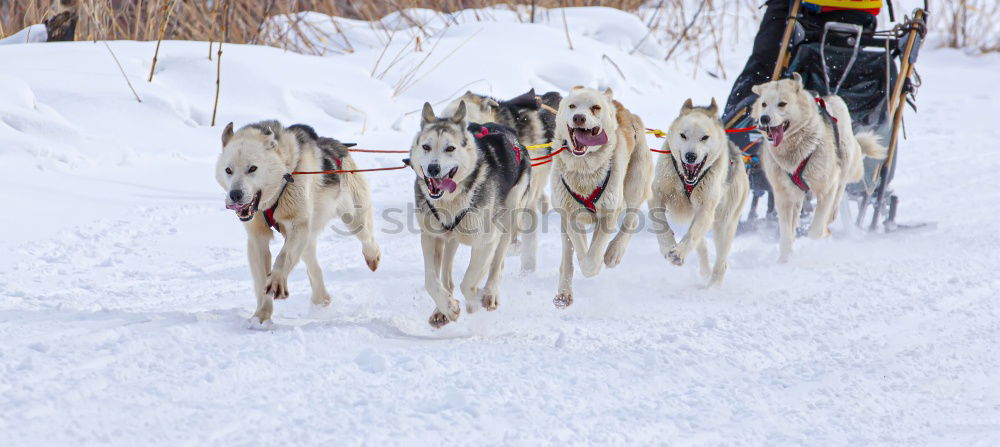 Similar – Image, Stock Photo Sled dog team at full speed