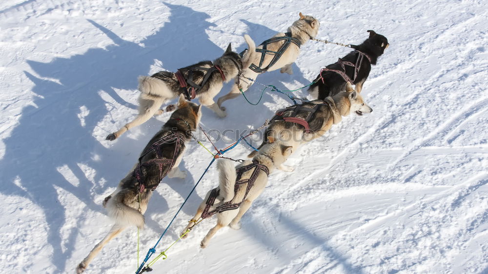 Similar – Image, Stock Photo Sled dog team at full speed