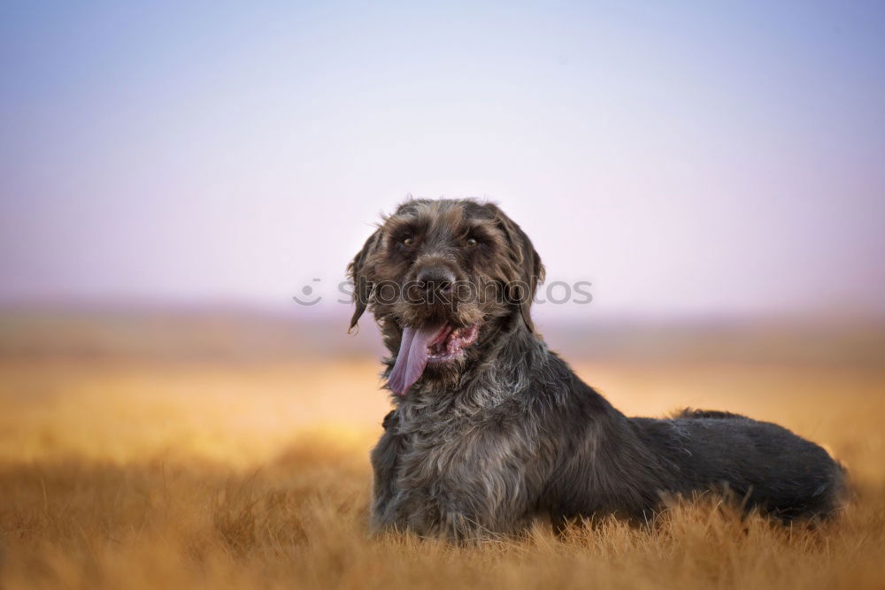 Similar – Funny dog sitting on beach