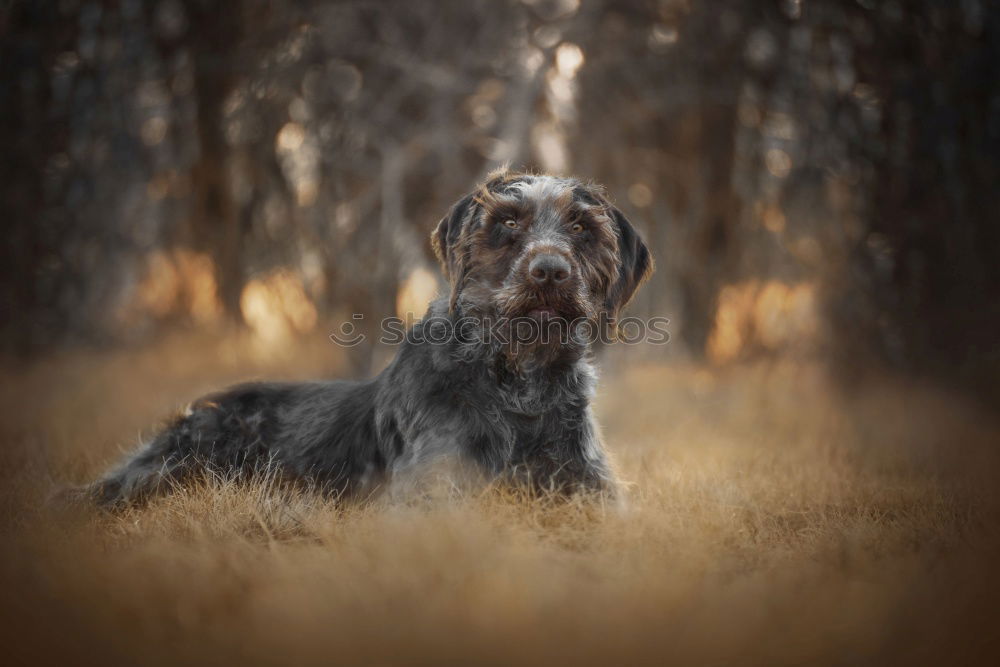 Similar – Dog standing on a stack of wood in the forest