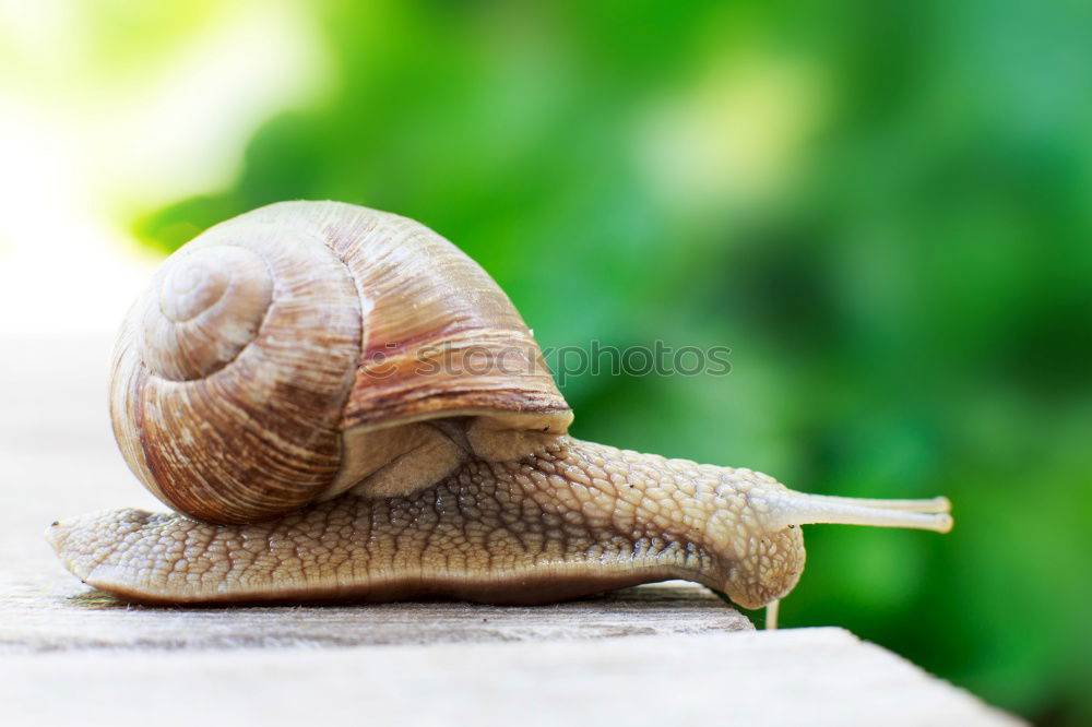 Similar – Image, Stock Photo snail shell Elegant Style