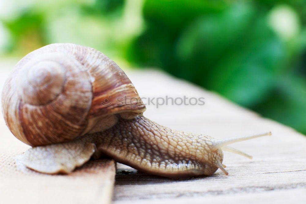 Similar – Image, Stock Photo snail Environment Nature