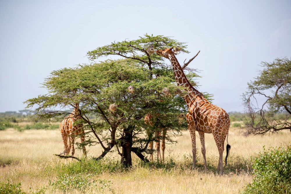 Similar – giraffes Safari Nature