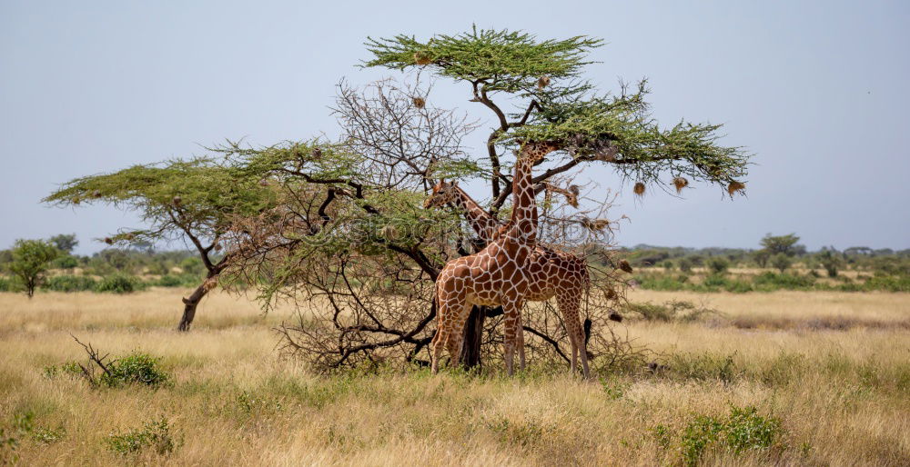 Similar – Giraffe taucht auf aus der Wildnis