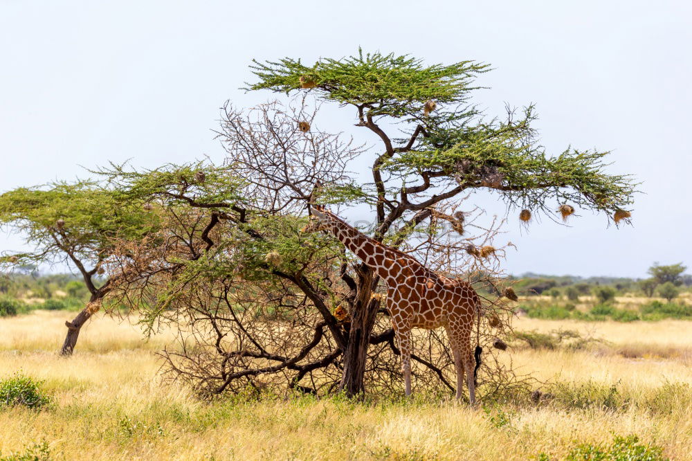 Similar – Giraffe taucht auf aus der Wildnis