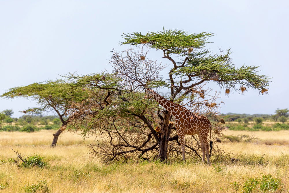 Similar – Image, Stock Photo Isolated zebra in the savannah