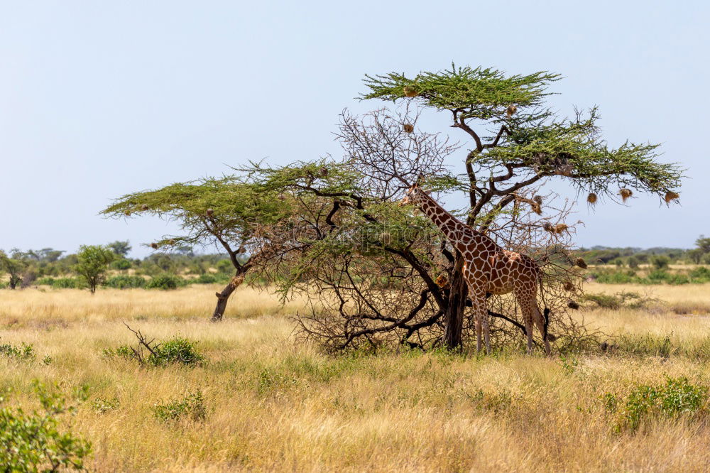 Similar – Image, Stock Photo Isolated zebra in the savannah